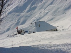 Gentiane hiver
